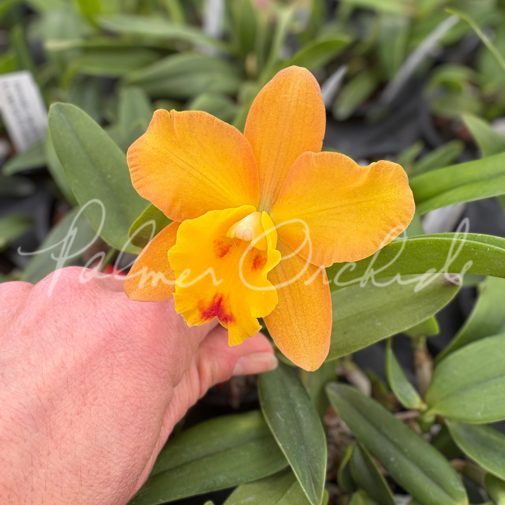 C. Rachel's Sunset Glow — Palmer Orchids
